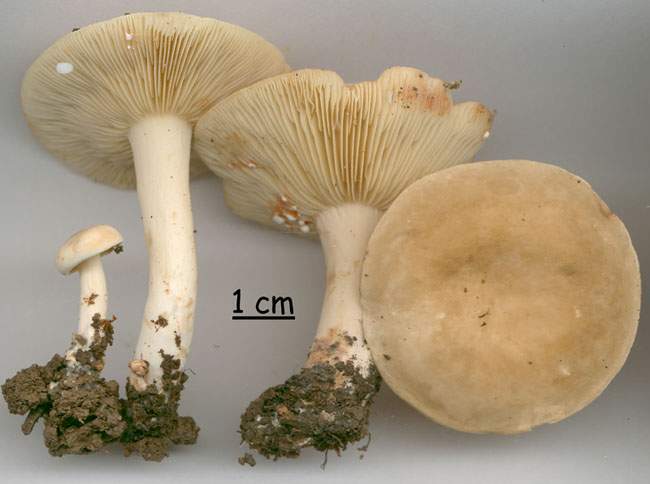 Lactarius azonites